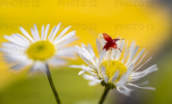 Red beetle on a white flower