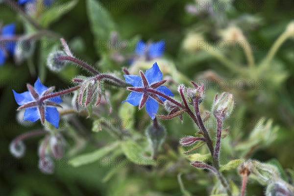 Borage