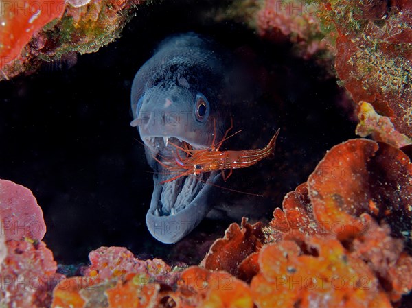 A mediterranean moray