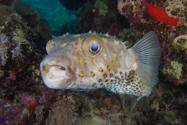 Spotbase burrfish