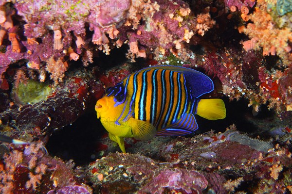 Royal angelfish