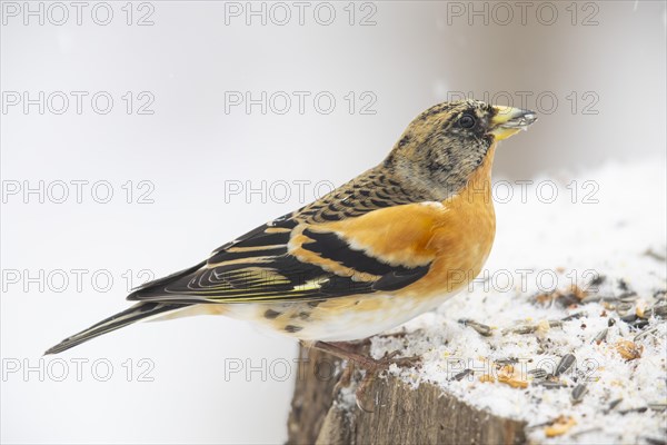 Brambling