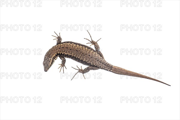 Sand lizard