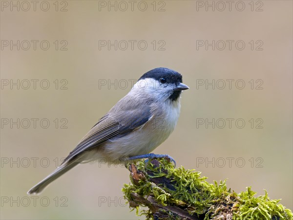 Marsh Tit