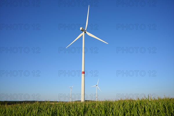 Wind turbines in cornfield at morning