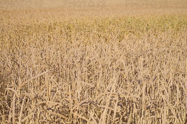 Spelt field in summer