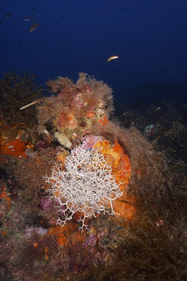 Mediterranean basket star