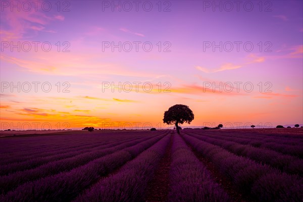 Sunset in a lavender field in summer