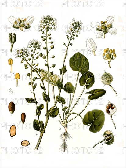 Medicinal plant