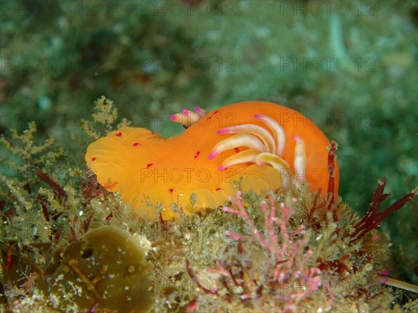 Candy Cane Anemone