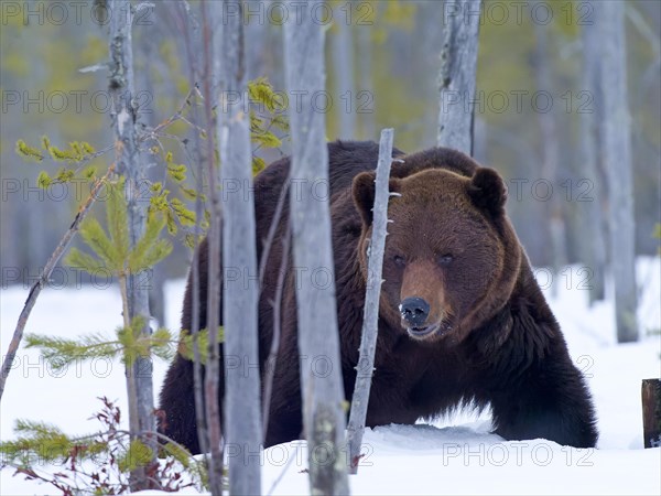 European brown bear