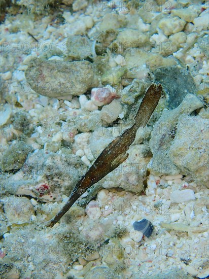 Robust ghost pipefish