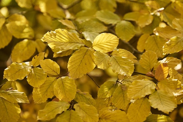 Autumnally discoloured leaves of an European hornbeam