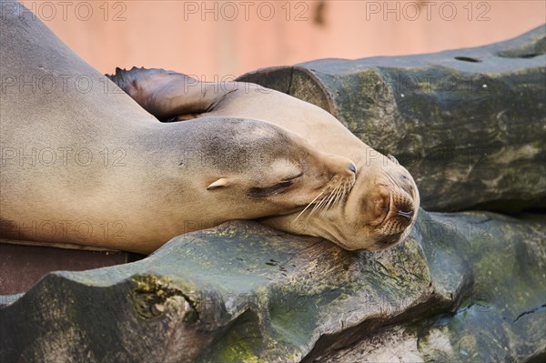 Young California sea lion