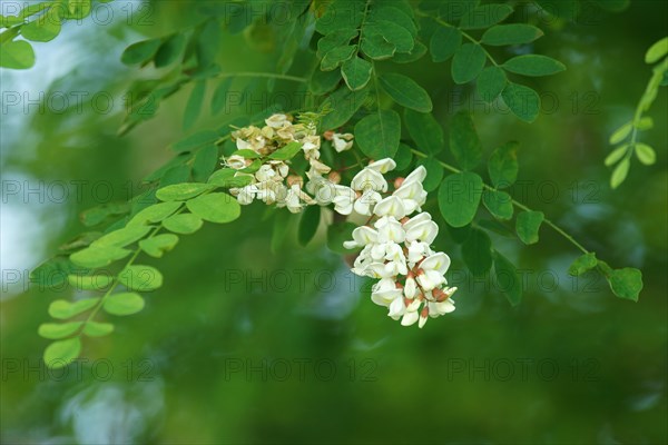 Flowering black locust