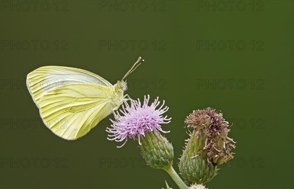 Cabbage butterfly