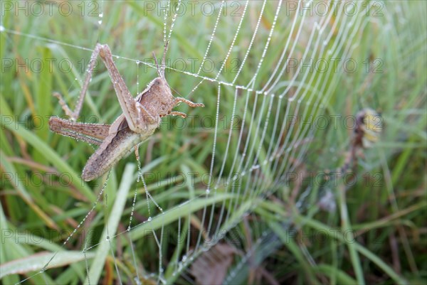 Grasshopper in the web of a wasp spider