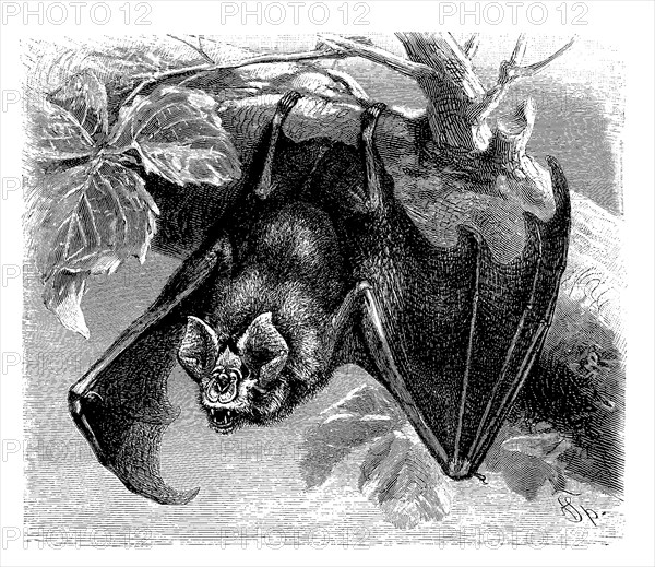 Greater horseshoe bat