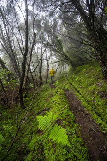 Hiker in the forest in fog