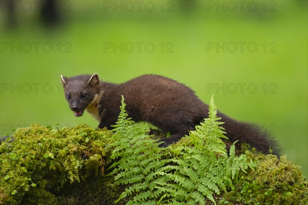 Pine marten