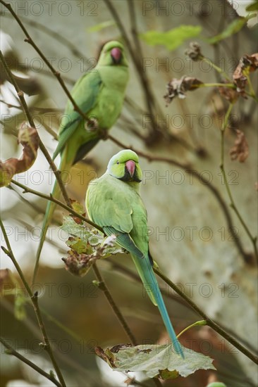 Monk parakeet