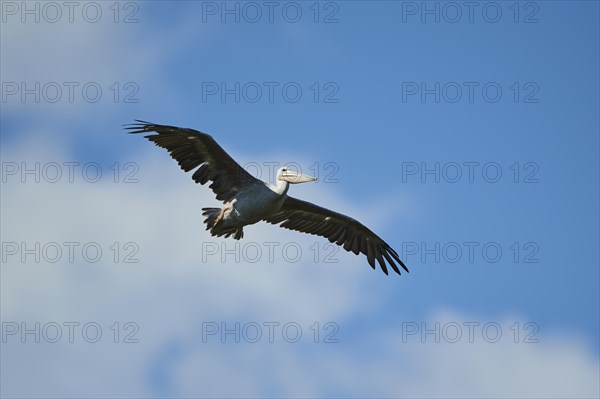 Great white pelican