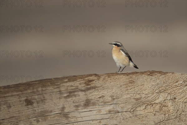 Northern Wheatear