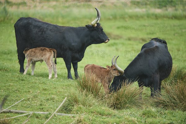 Aurochs