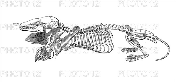 Skeleton of the European mole