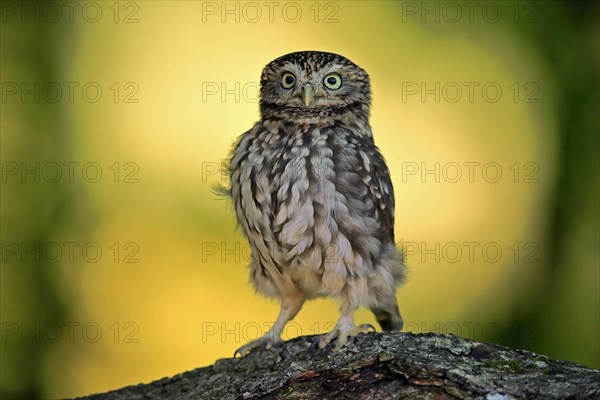 Pygmy Owl