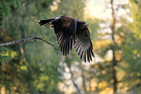 Harris's hawk