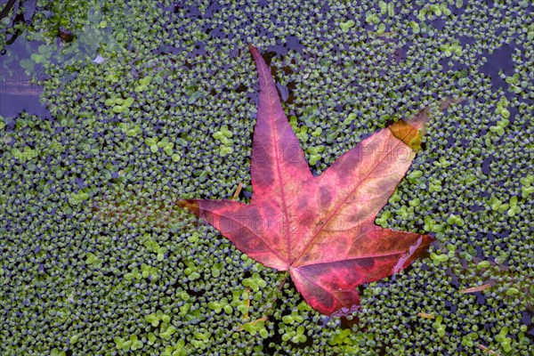 Red maple leaf in duckweed