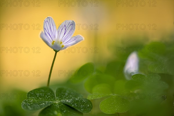 Common wood sorrel