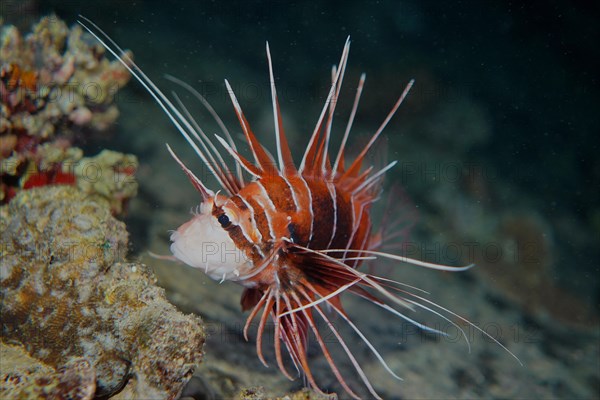 Radial firefish