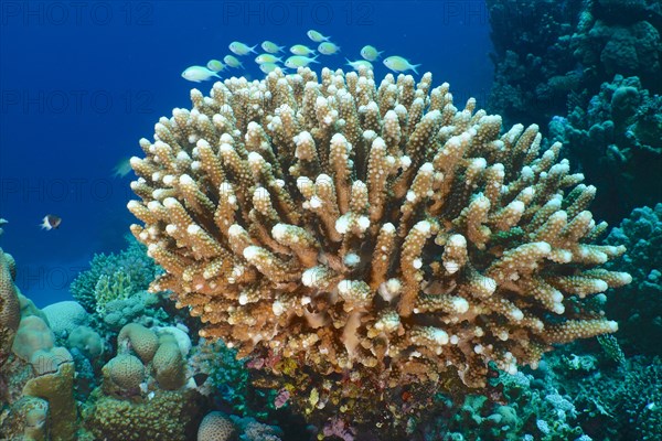 Stony coral