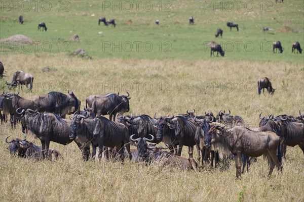 Blue wildebeest