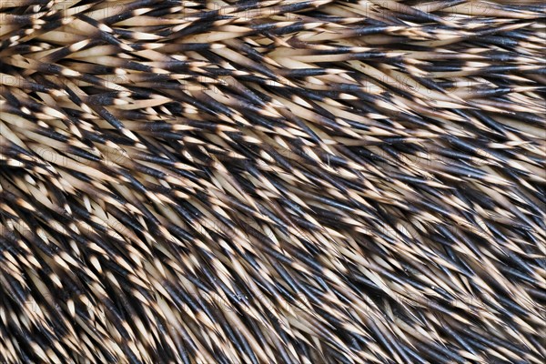 European hedgehog