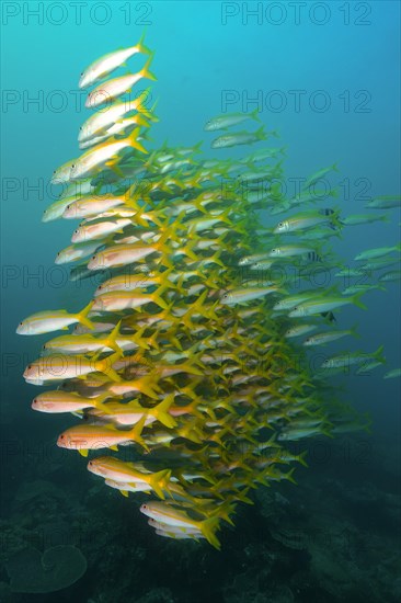 Group of yellowfin goatfish