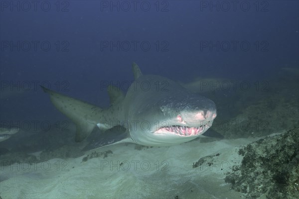 Portrait of sand tiger shark