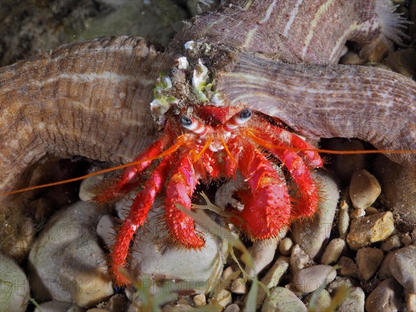 Portrait of Large Red Hermit Crab