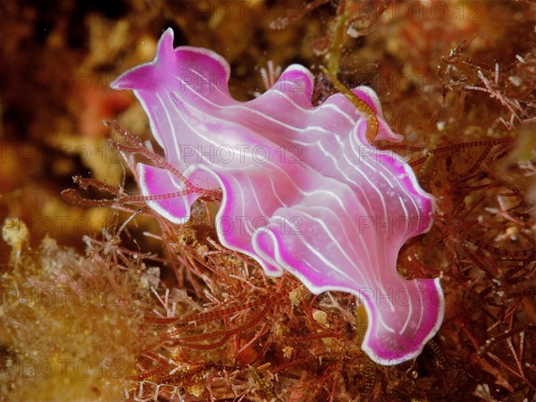 Variable flatworm