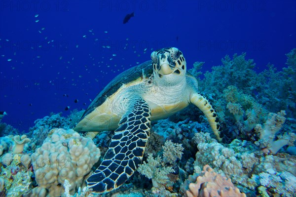 Hawksbill sea turtle