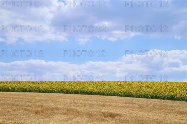 Blooming sunflower field in summer