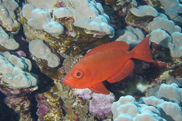 Common bigeye