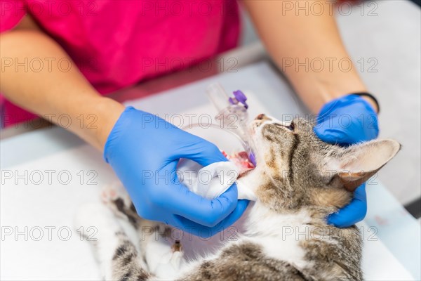 Veterinary clinic with a cat