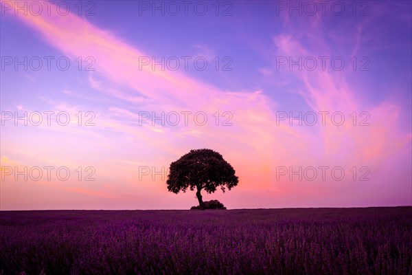 A tree at sunset in a lavender field with a purple sky