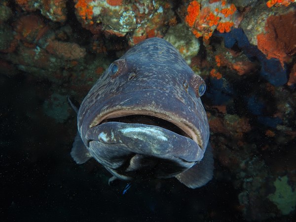 Portrait of potato grouper