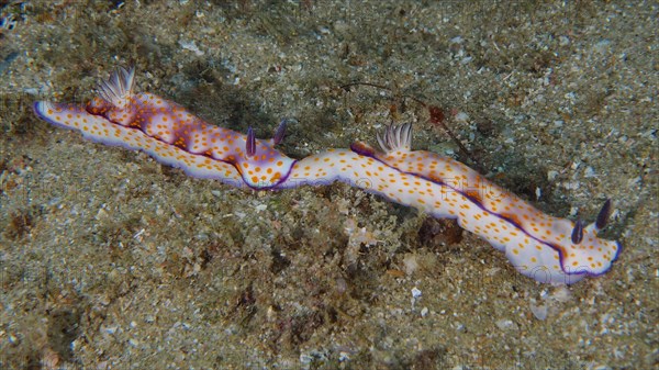 Two beautiful hypselodoris