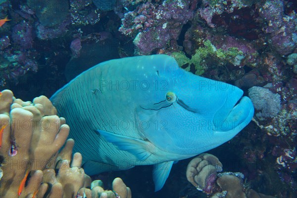 Humphead wrasse