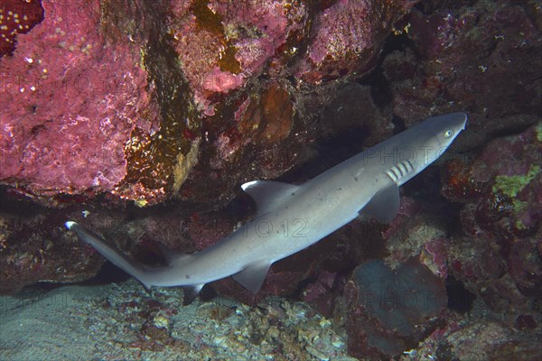 Whitetip Reef Shark